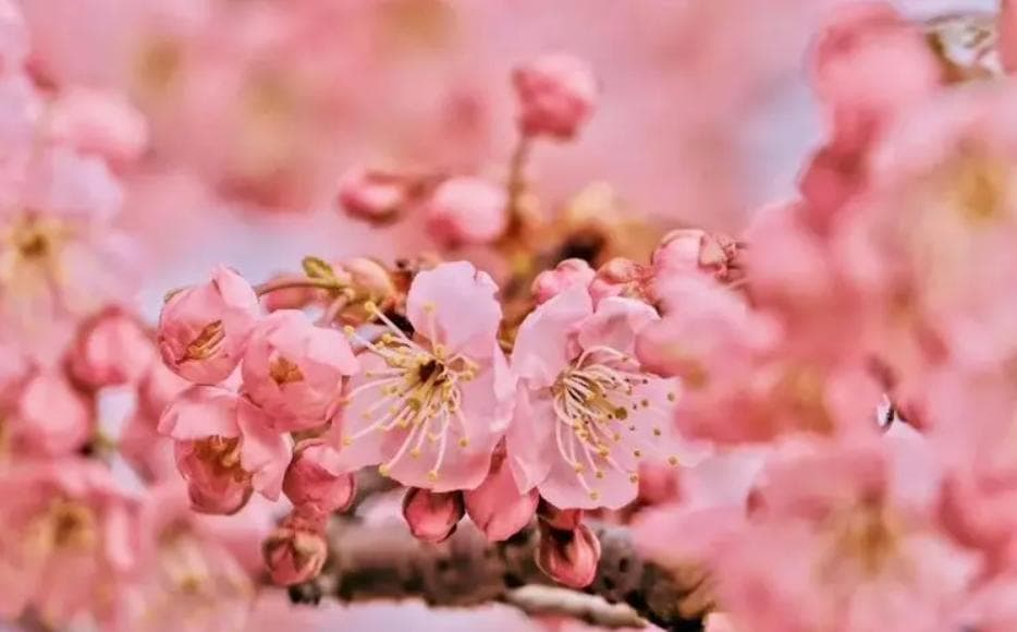 樱花花语及寓意是什么？代表哪些人？