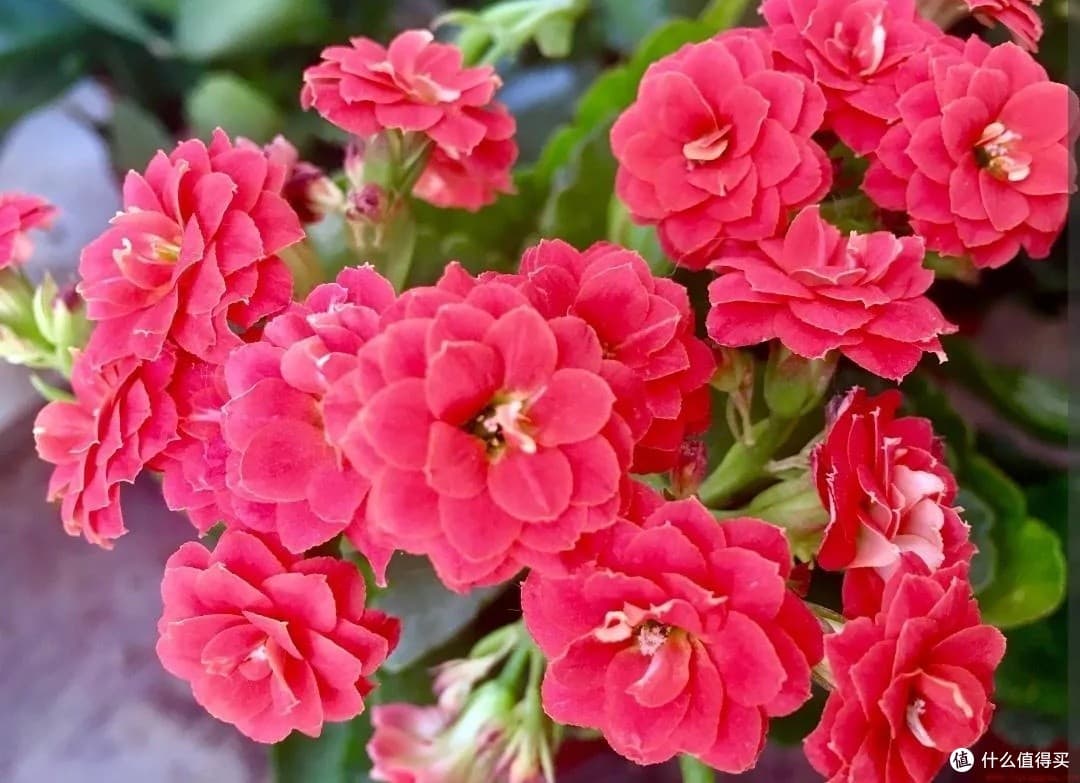 长寿花养护指南，打造家中花海