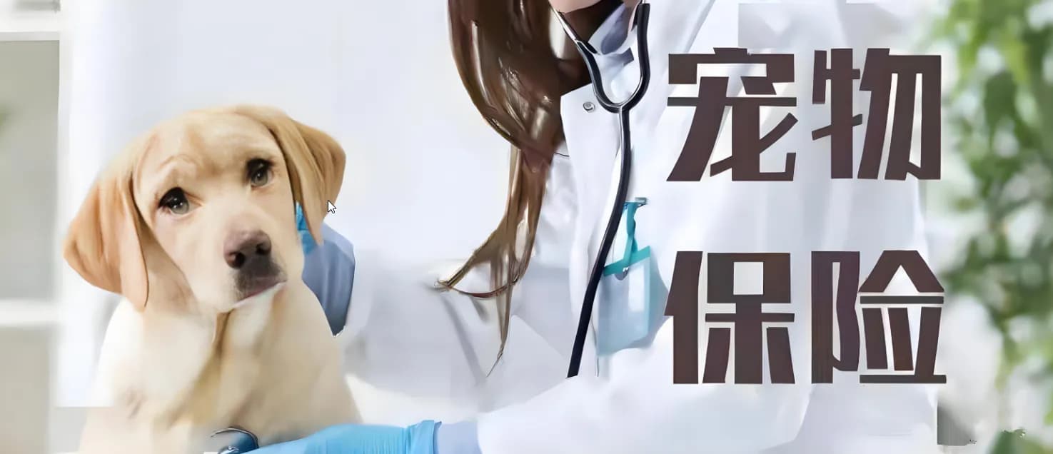宠物保险全解析：为爱宠打造专属守护计划