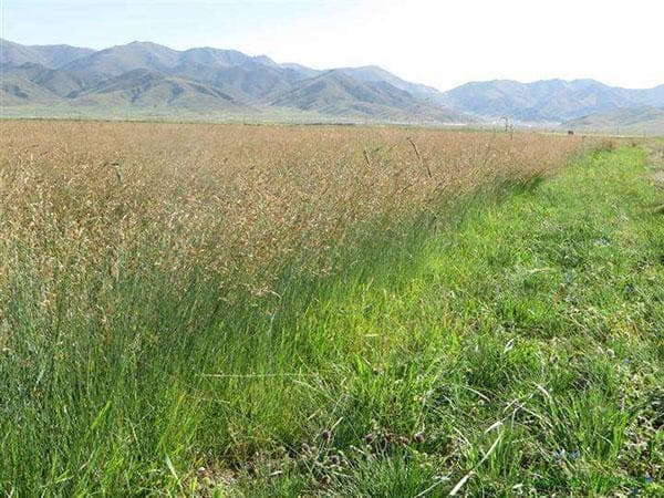 禽类高蛋白植物饲料指南：41种优质牧草推荐