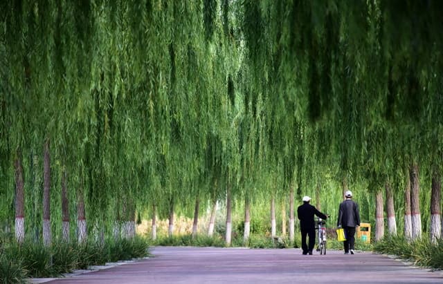 从节水小米到林业碳汇：透视三北工程中的民间力量