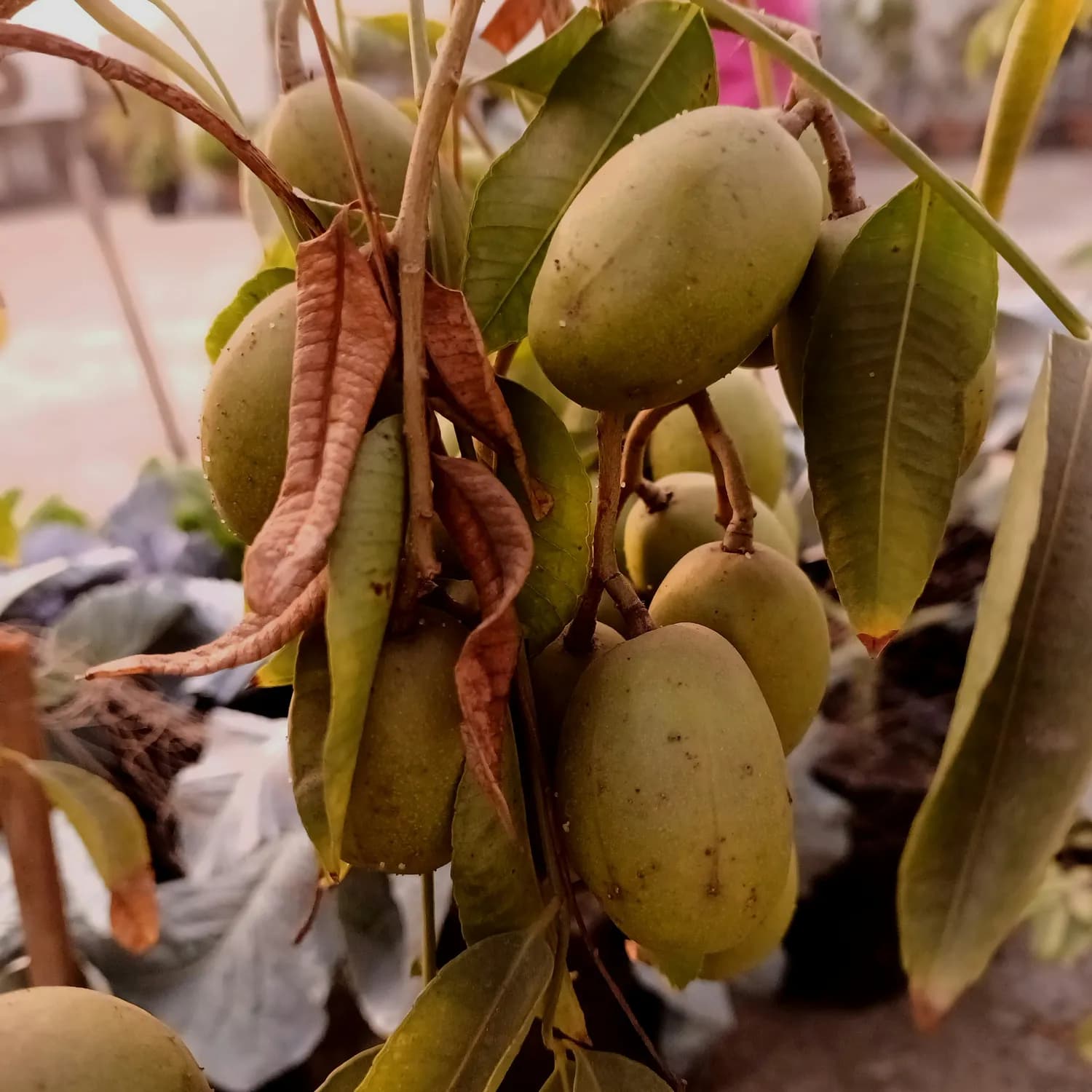 江苏浙江碧根果种植秘籍：技术创新引领产业蓬勃发展
