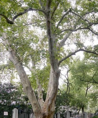 悬铃木——落叶大乔木中的翘楚（探寻悬铃木的生态习性、树姿风格和文化价值）