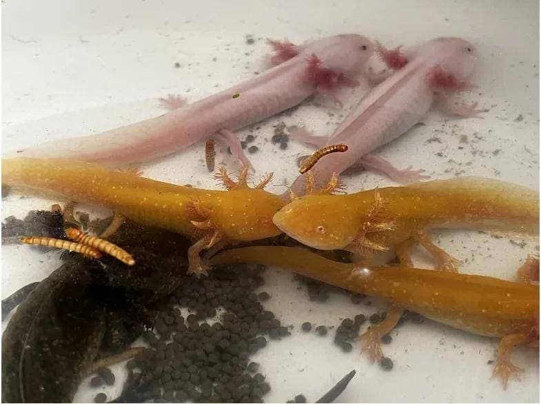 异宠需求推动非法贸易，生物多样性面临威胁