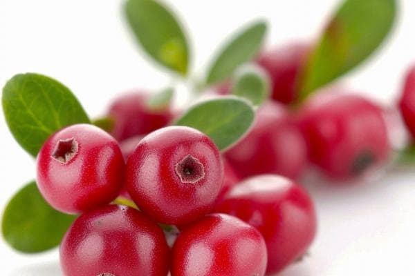 蔓越莓的功效与作用、禁忌和食用方法