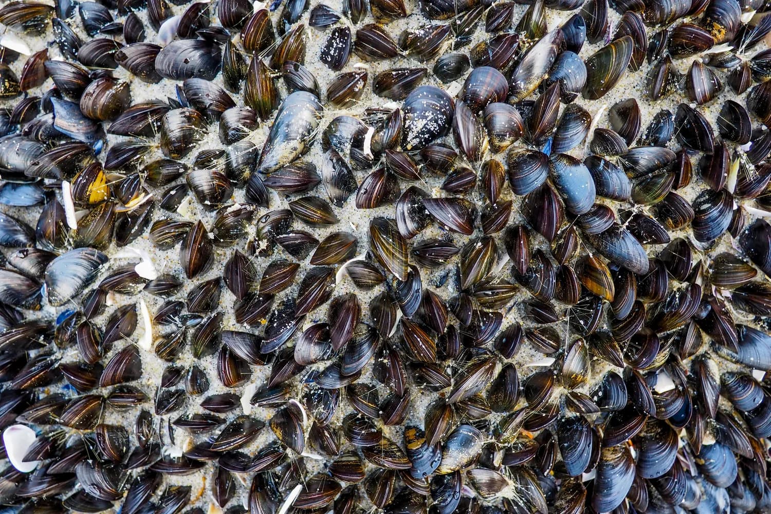 浙江沿海美食：海瓜子的营养与烹饪