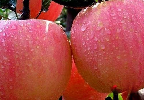 苹果是酸性还是碱性？这些食用禁忌需谨记