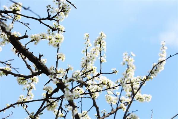 贵州剑河：花开春意浓