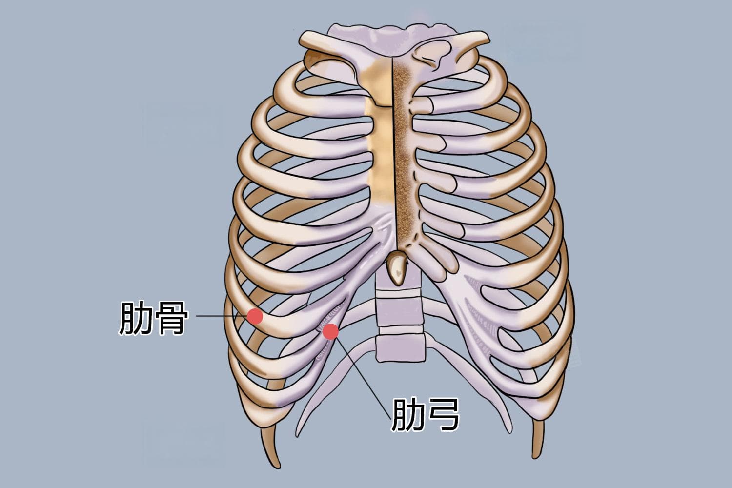 肋骨骨裂的症状与治疗方法