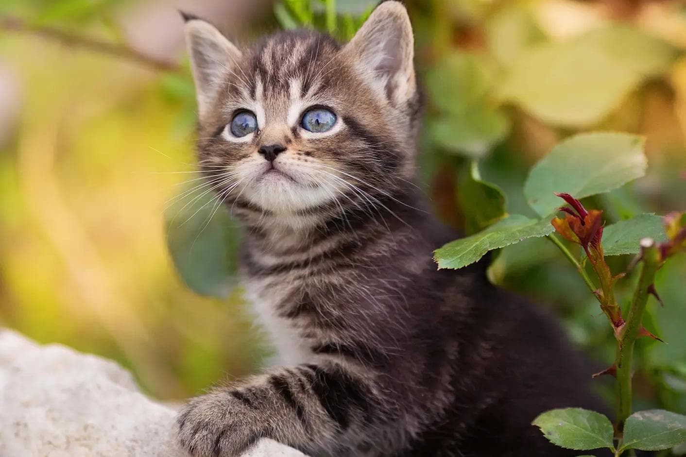 怀孕的猫咪可以驱虫吗？这份安全指南请收好