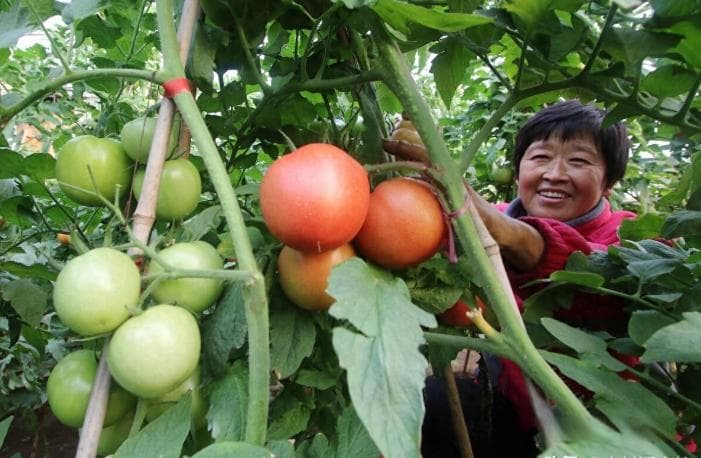 2025年蔬菜种植时间表：从春到冬，这些蔬菜何时种最好