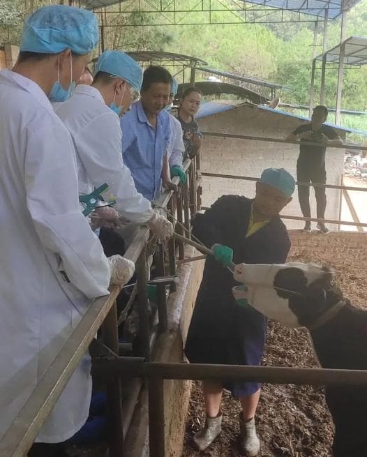 “瘤胃胶囊机器人”落地云南：智慧畜牧实现新突破