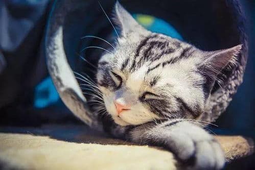 宠物猫患猫瘟，及时就医是关键