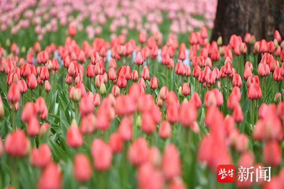 视频｜来“莫奈花园”拍个氛围感大片！南京中山植物园35万余株郁金香等你来赏