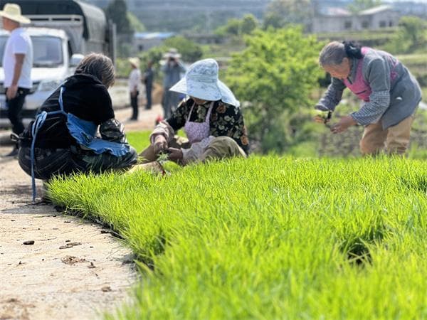 安顺经开区：“天女散花式”抛秧 引领农业生产新篇章