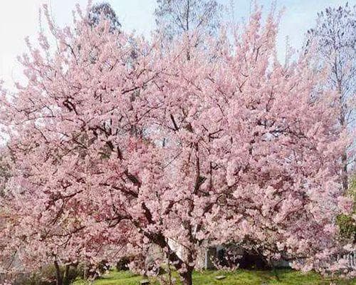 日本樱花的意义是什么？日本樱花的寓意是什么？