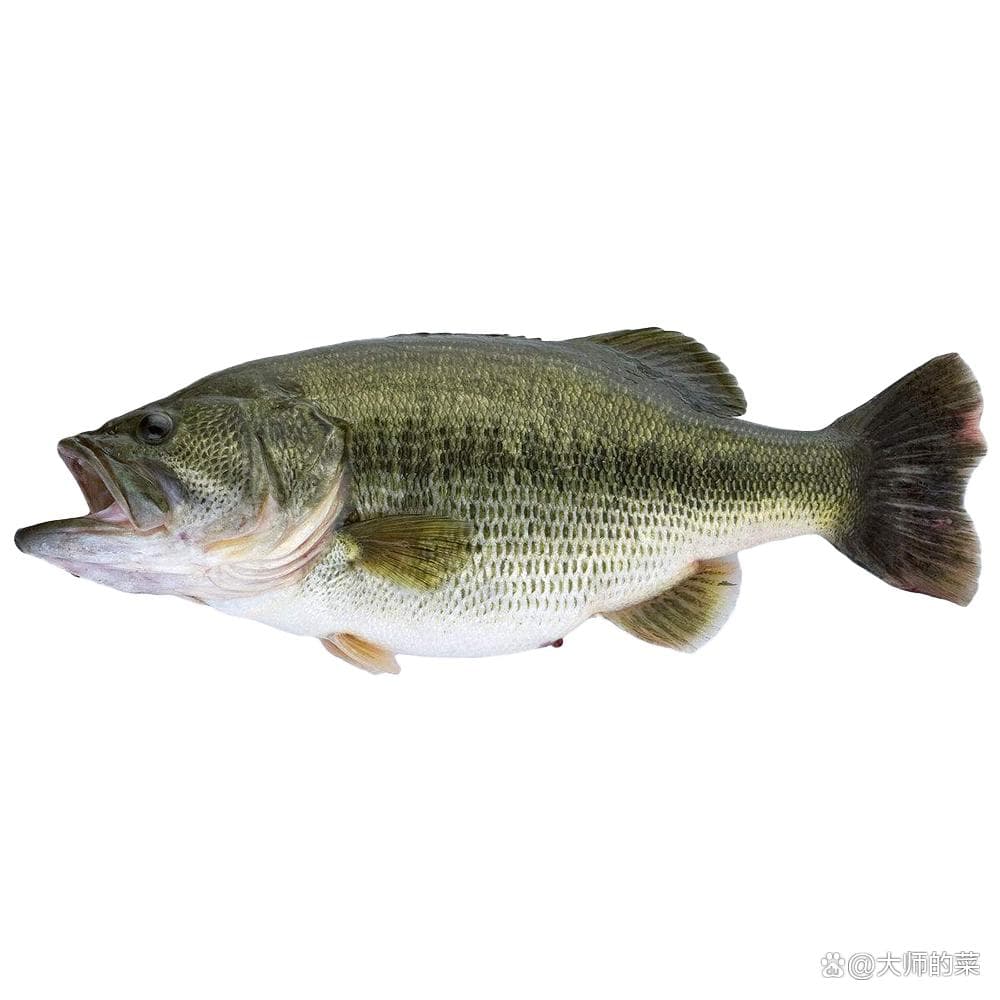 鲈鱼怎么选？买之前要牢记这些选购要点！