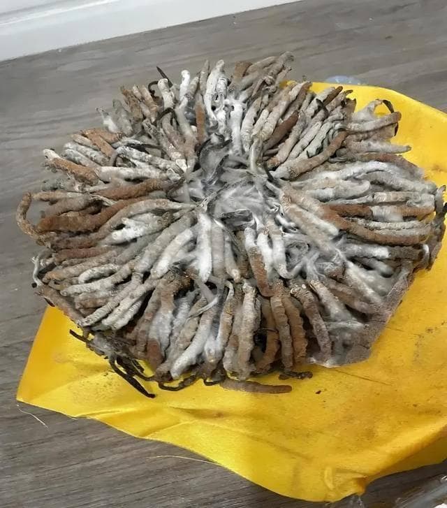 冬虫夏草发霉怎么办？这些处理方法帮你挽回损失
