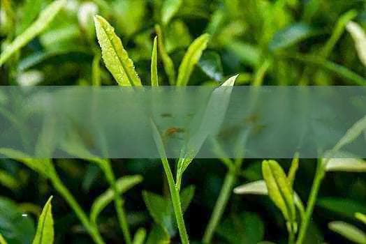 泡茶时出现漂浮物怎么办？安全饮用指南