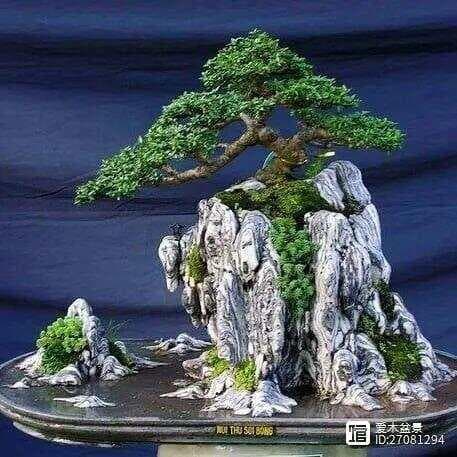 树石盆景：自然与艺术的完美融合