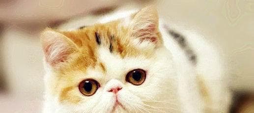 小猫品相鉴定全攻略（宠物爱好者必读！从外观到行为）