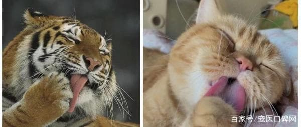 猫看到老虎会害怕吗