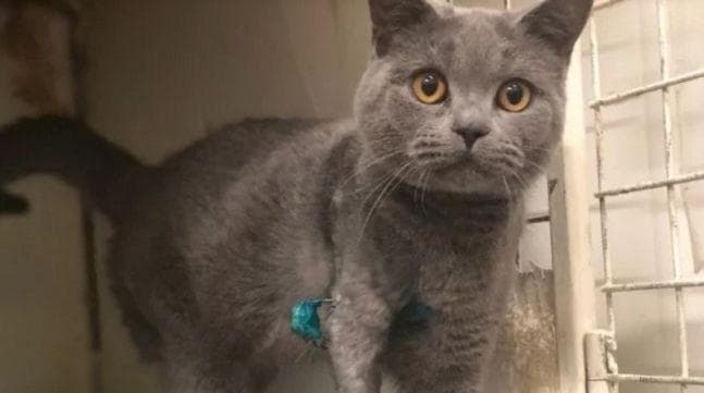 猫咪骨折后的反应及处理方法