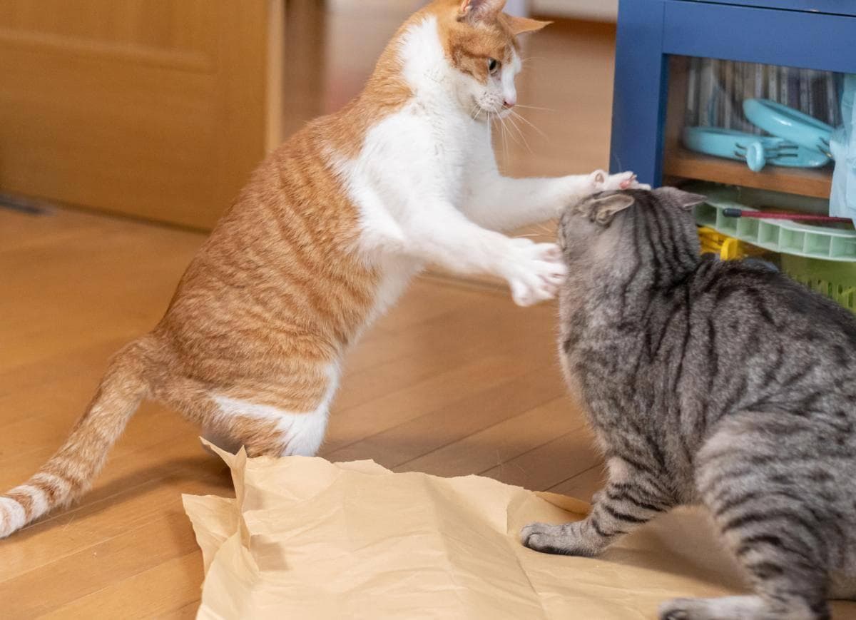 猫咪炸毛为什么要弓着背？猫咪炸毛弓背不仅是生气，还有这些原因