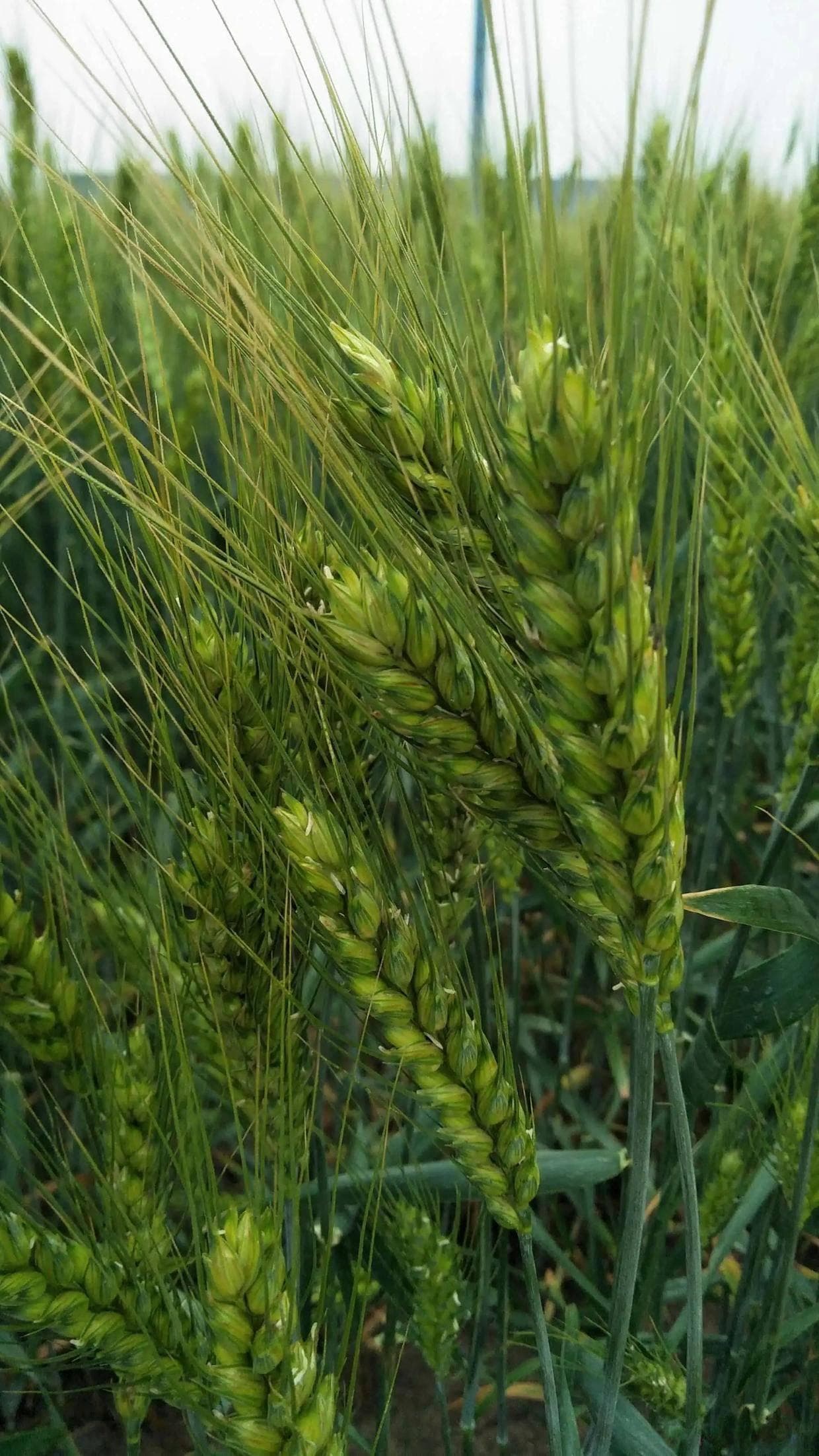 小麦种植管理：小麦病虫害防治详细用药方案，小麦套餐，小麦高产病虫害防治
