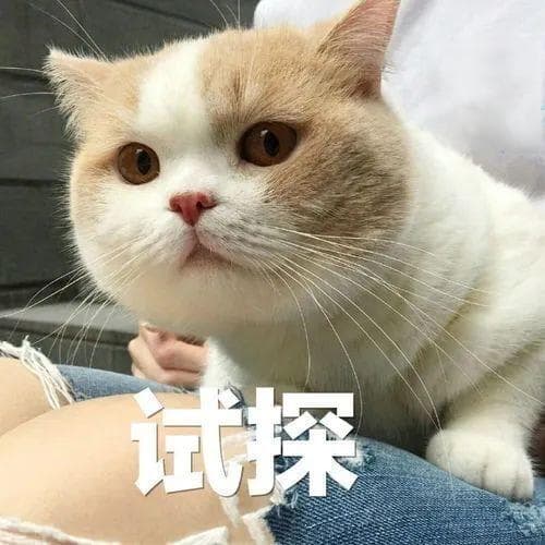 猫咪的寿命有多长？最老的猫咪能活多久？
