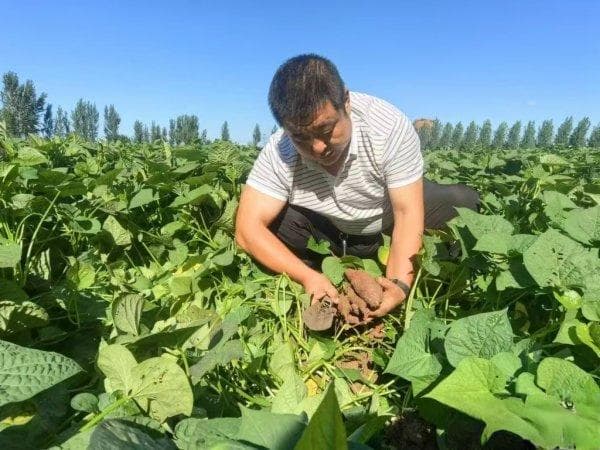 锚定现代化 改革再深化 | 秦皇岛发挥五大优势做大做强现代特色农业产业