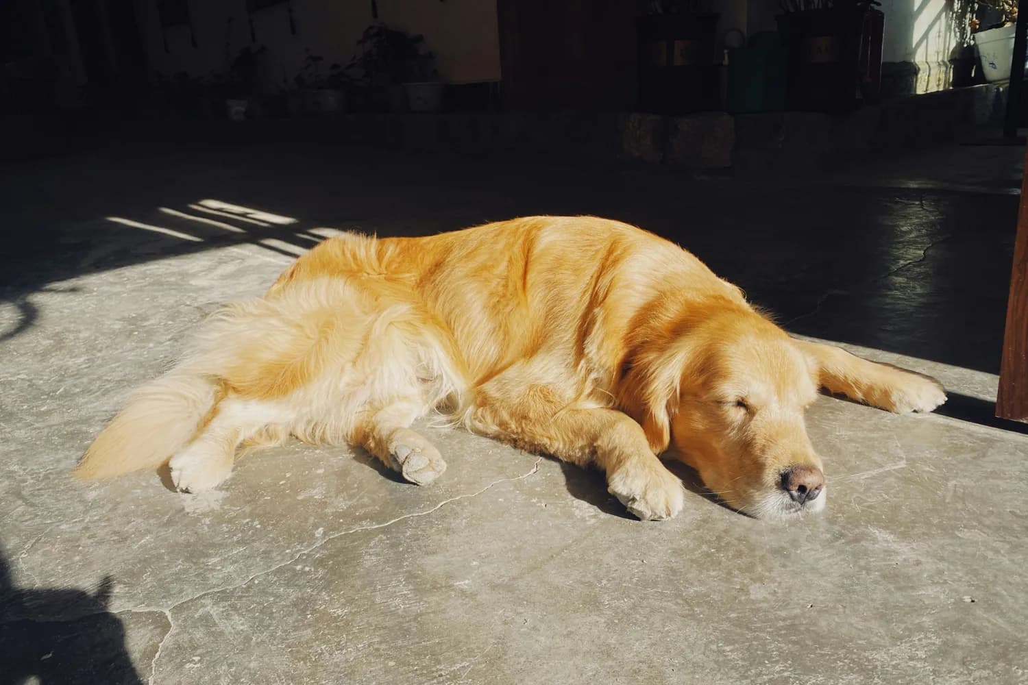 狗狗腹泻莫慌张：正确饮食护理与就医指南