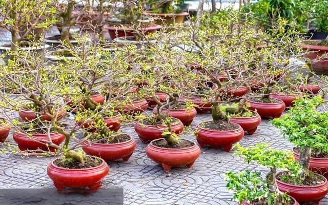 杏花盆栽养护全攻略：从土壤选择到日常管理