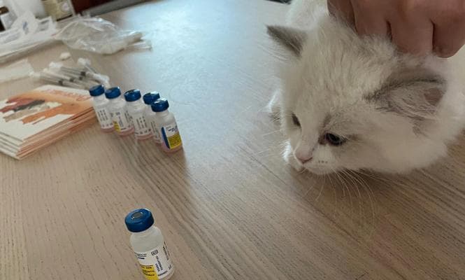 猫咪驱虫重要性与正确驱虫方法（让宠物健康快乐的驱虫指南）