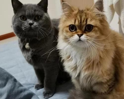 宠物猫体检全攻略：从费用到注意事项，一文读懂如何保障爱宠健康