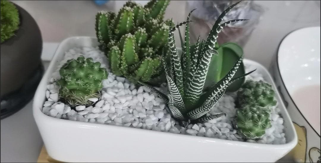 选对，绿植让家瞬间变高级