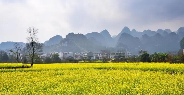 2月-7月，全国各地的11处油菜花海，景观震撼，观赏期太长了