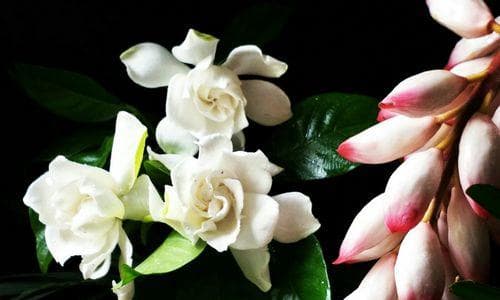 栀子花花语：从爱情到成长的多重寓意