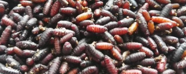酒槽、豆渣或麦皮育蛆：苍蝇养殖技术详解