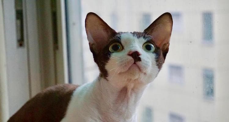 养护德文卷毛猫需要注意什么？如何让德文卷毛猫健康快乐的成长？