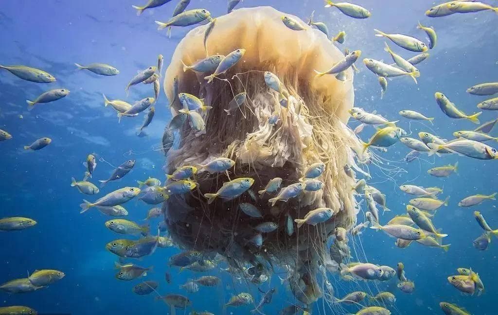 海洋里的仙子—水母
