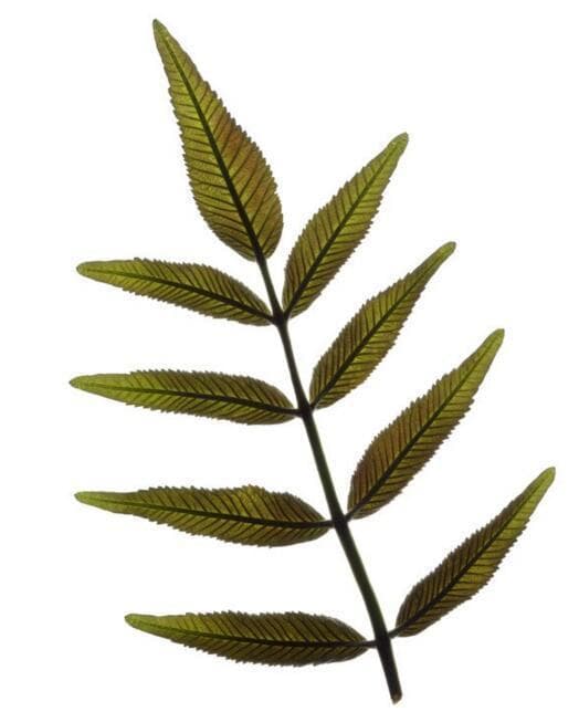 对生、互生、簇生：植物叶序的三种常见类型