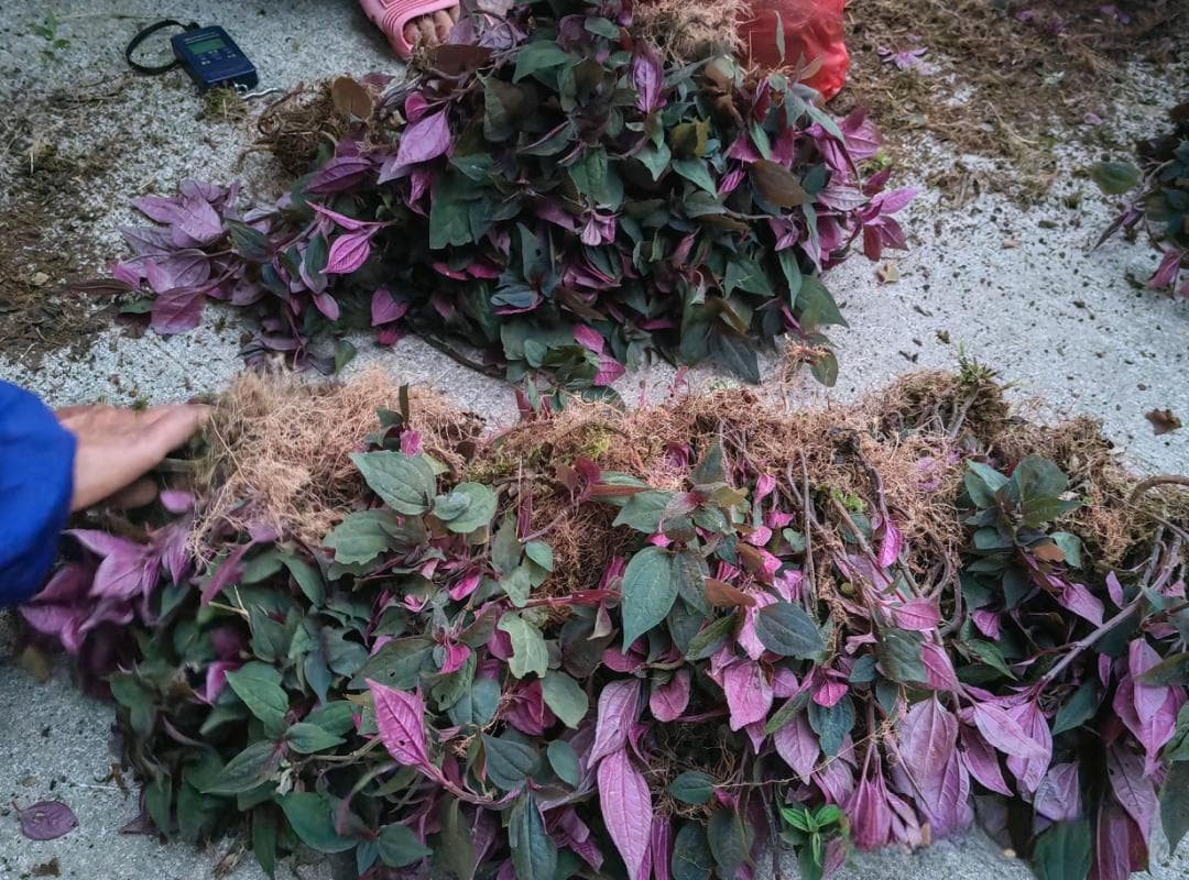 风柜斗草：一种被誉为“养肝仙草”的珍贵植物