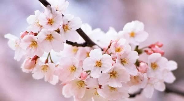 如何拒绝生活中的烂桃花（15个方法教你避开情场陷阱）