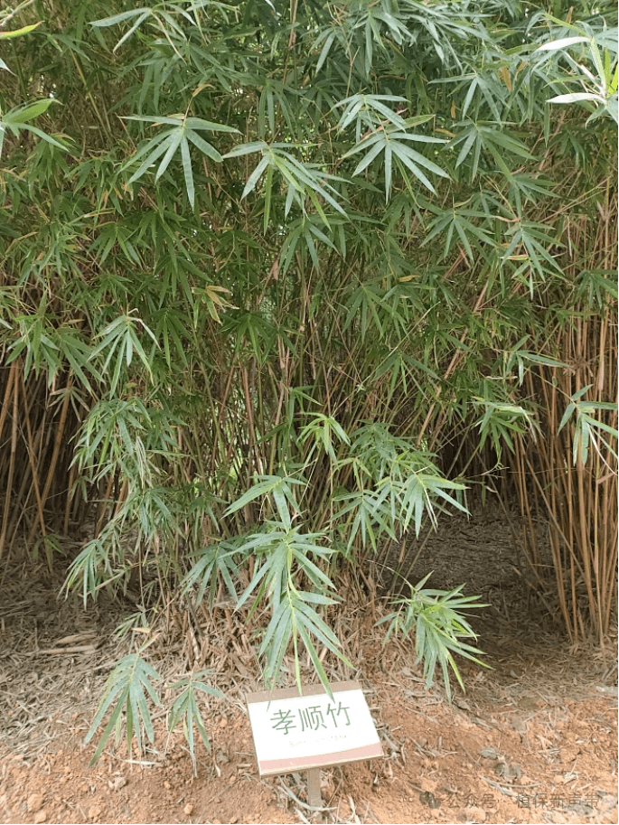 园林中常见竹类品种及应用