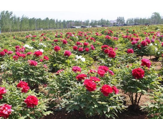 如何在家里栽培美丽花卉（从选种到管理，打造属于你的花园乐园）