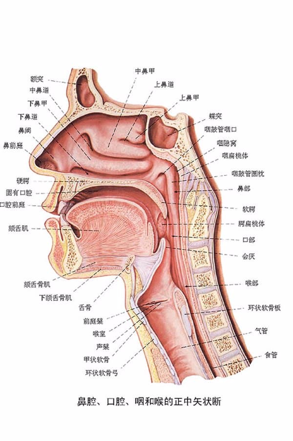 慢性咽炎和鼻炎有什么区别