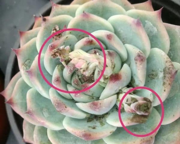 多肉植物病虫害防治全攻略：从土壤选择到生物防治