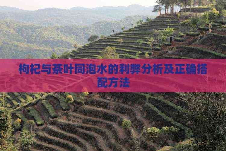 枸杞茶养生：枸杞与茶叶能否一起泡水饮用？
