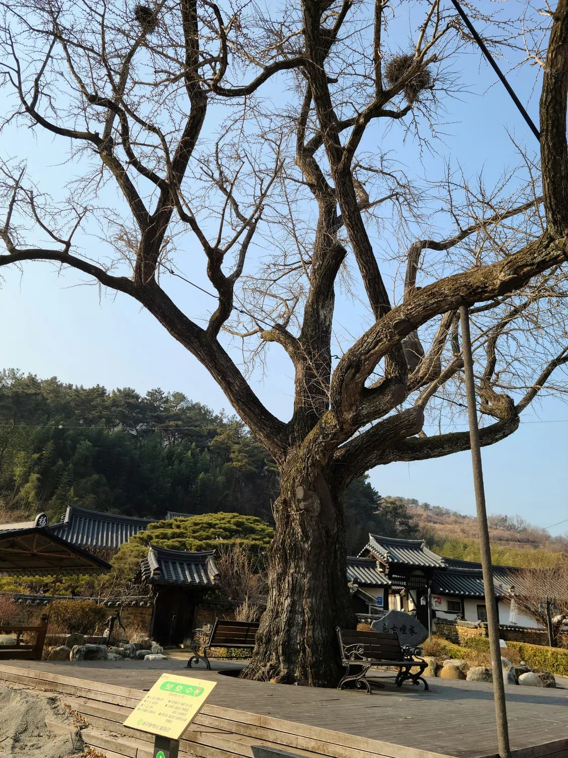 探秘樟树古村：潮汕文化的活态博物馆